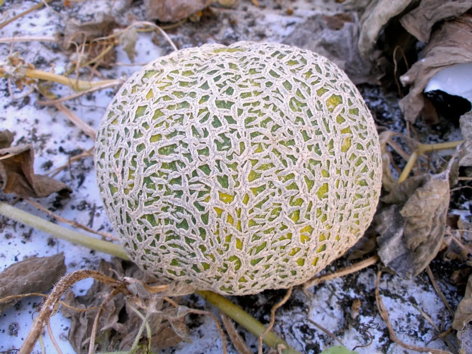 Melon 'Jenny Lind', ekofrö - bild 2