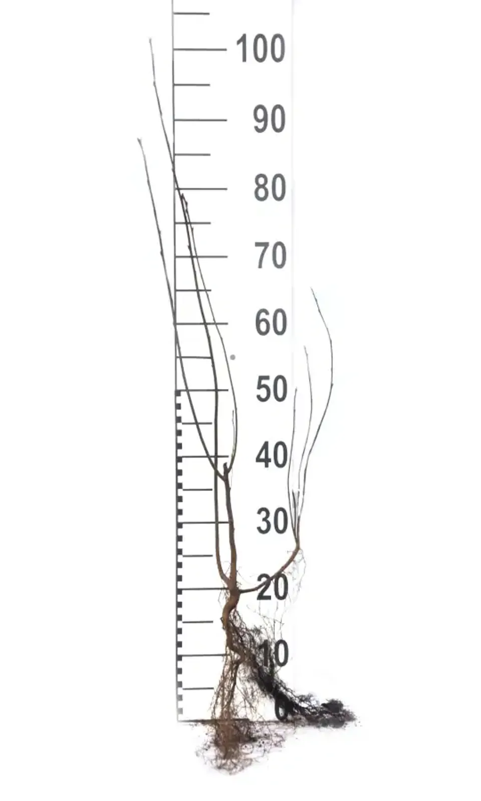 Bärhäggmispel, 50-80 cm - bild 5
