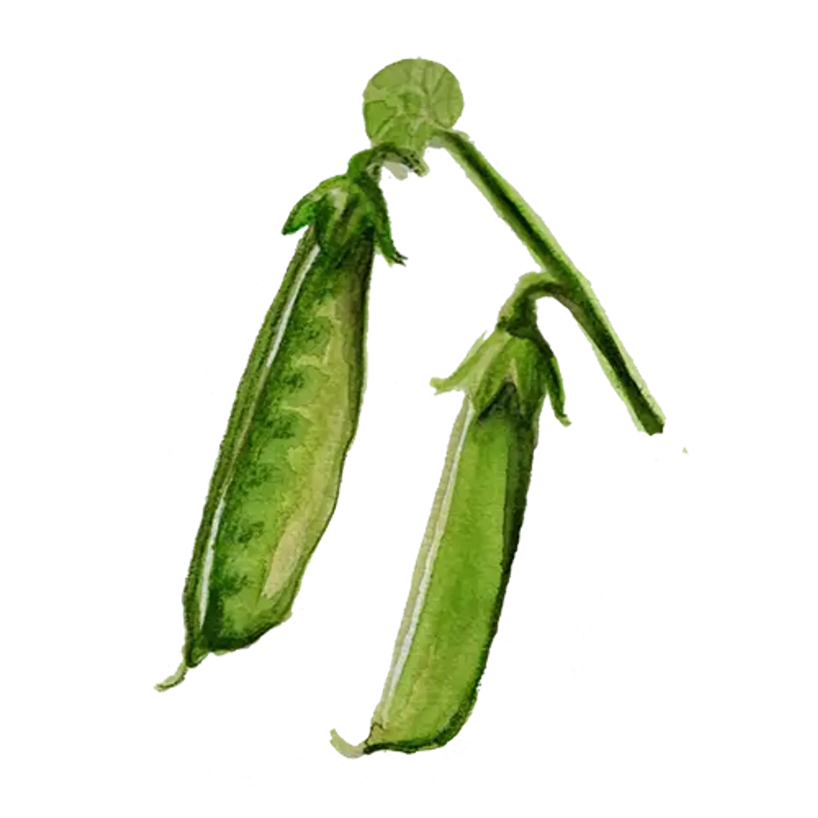 Sockerärta 'Boaryd', Frö - bild 1