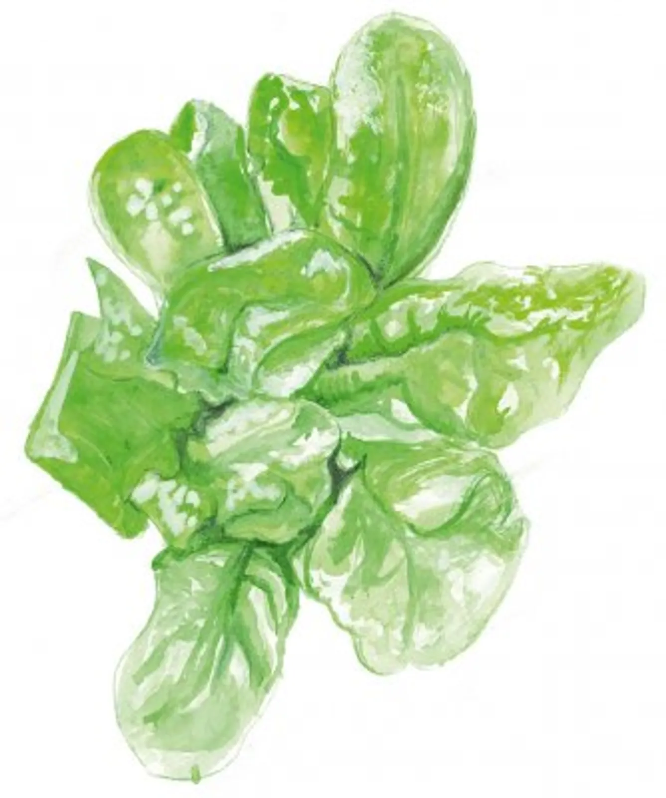 Huvudsallat 'Maikönig', Frö - bild 1