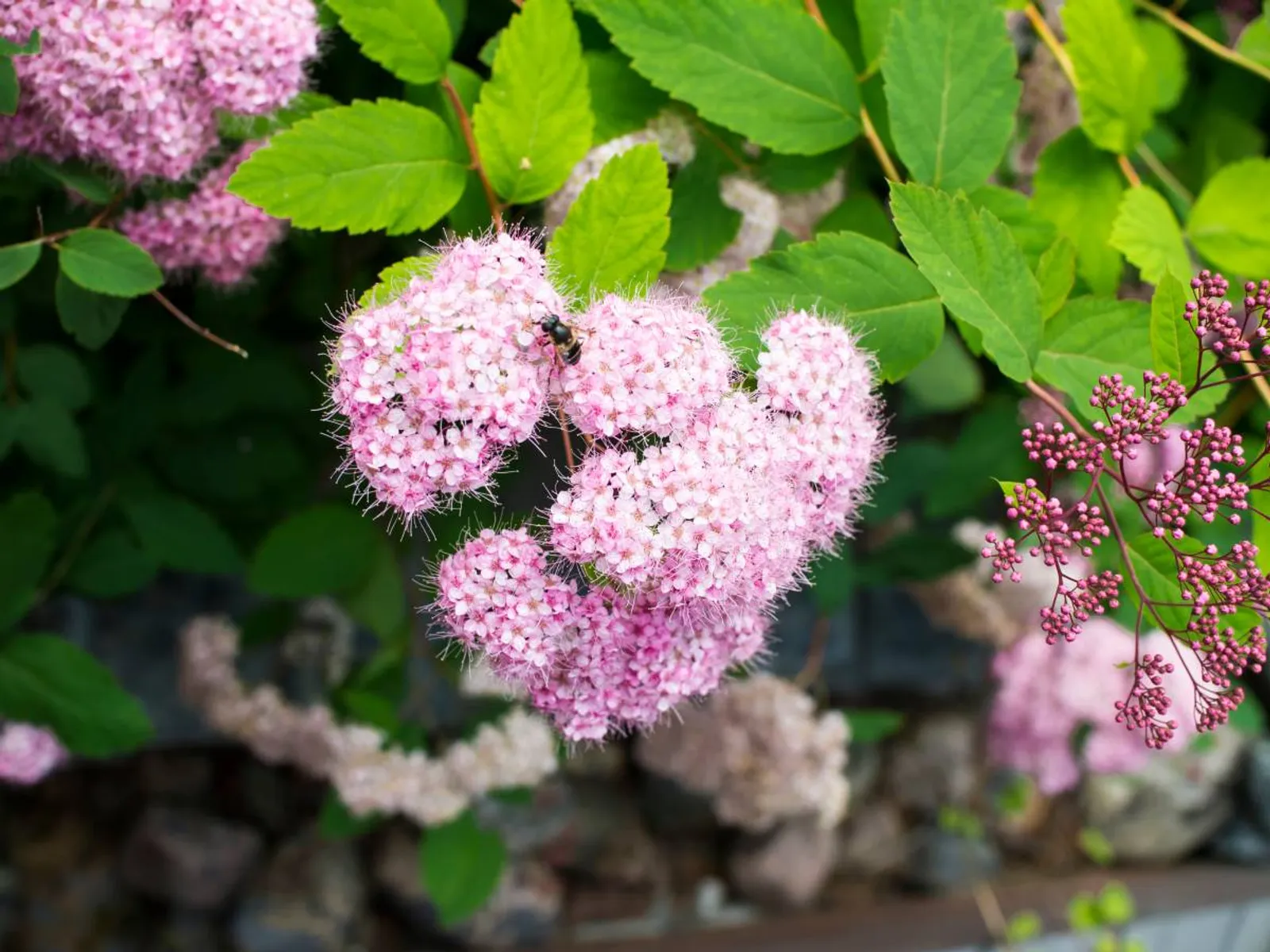 Praktspirea 'Little Princess', 10-20 cm - bild 2