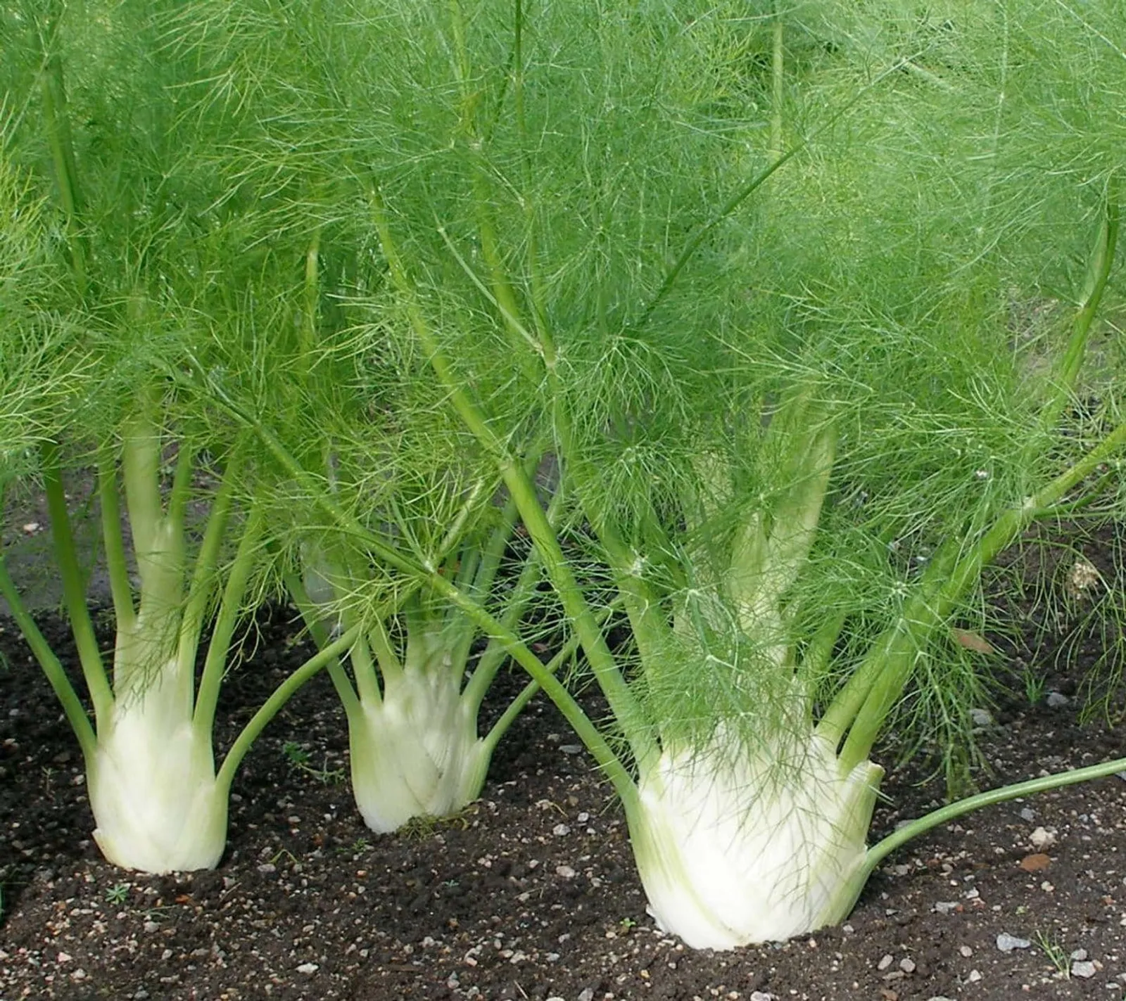 Knölfänkål 'Perfection', ekofrö - bild 1