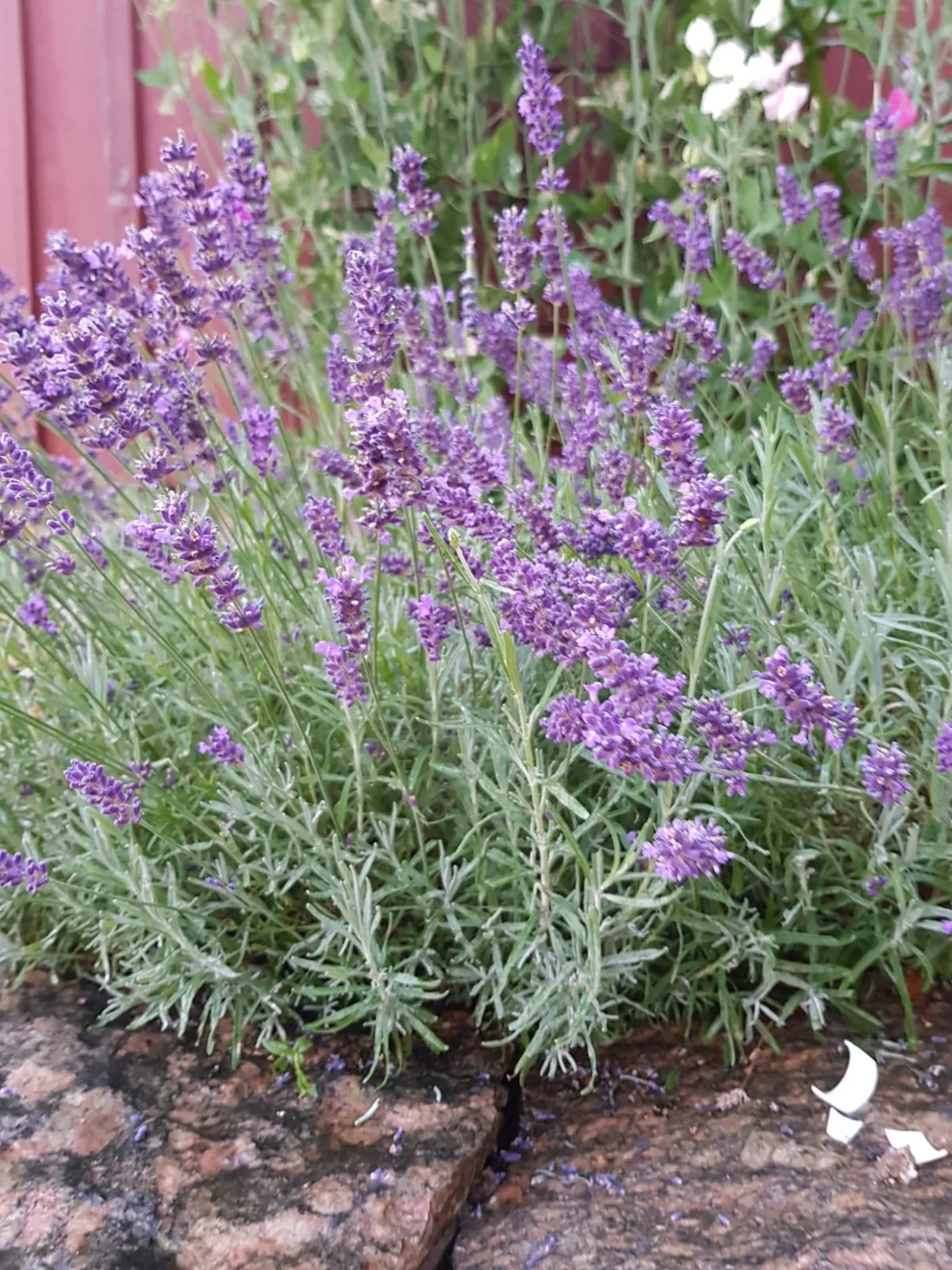 Lavendel 'Lavendel', ekofrö - bild 2