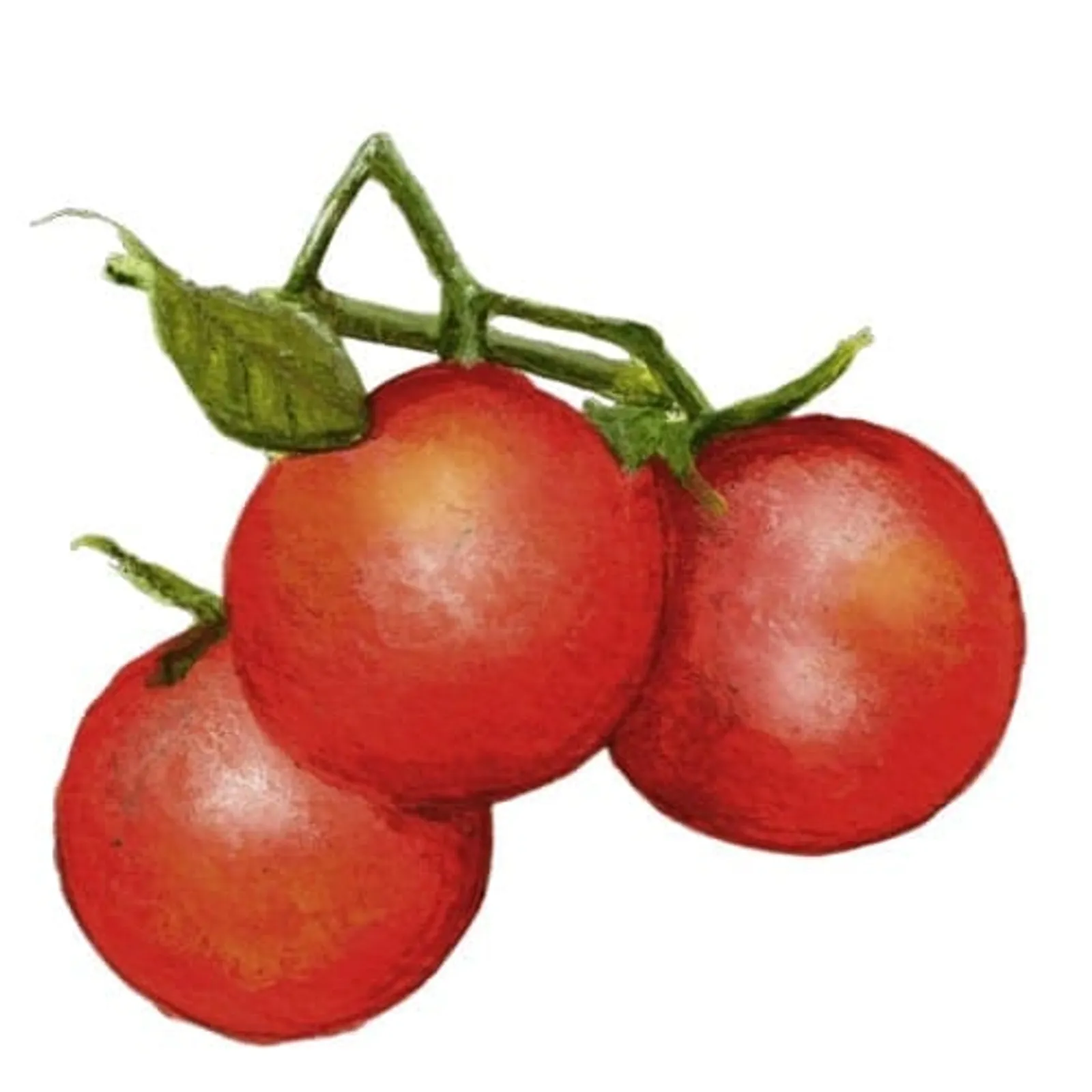 Tomat 'Matina', Frö - bild 1