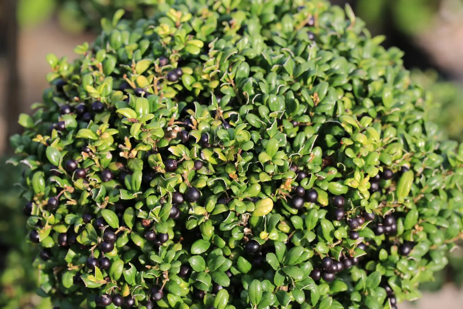Japansk järnek 'Convexa', 10-20 cm - bild 3
