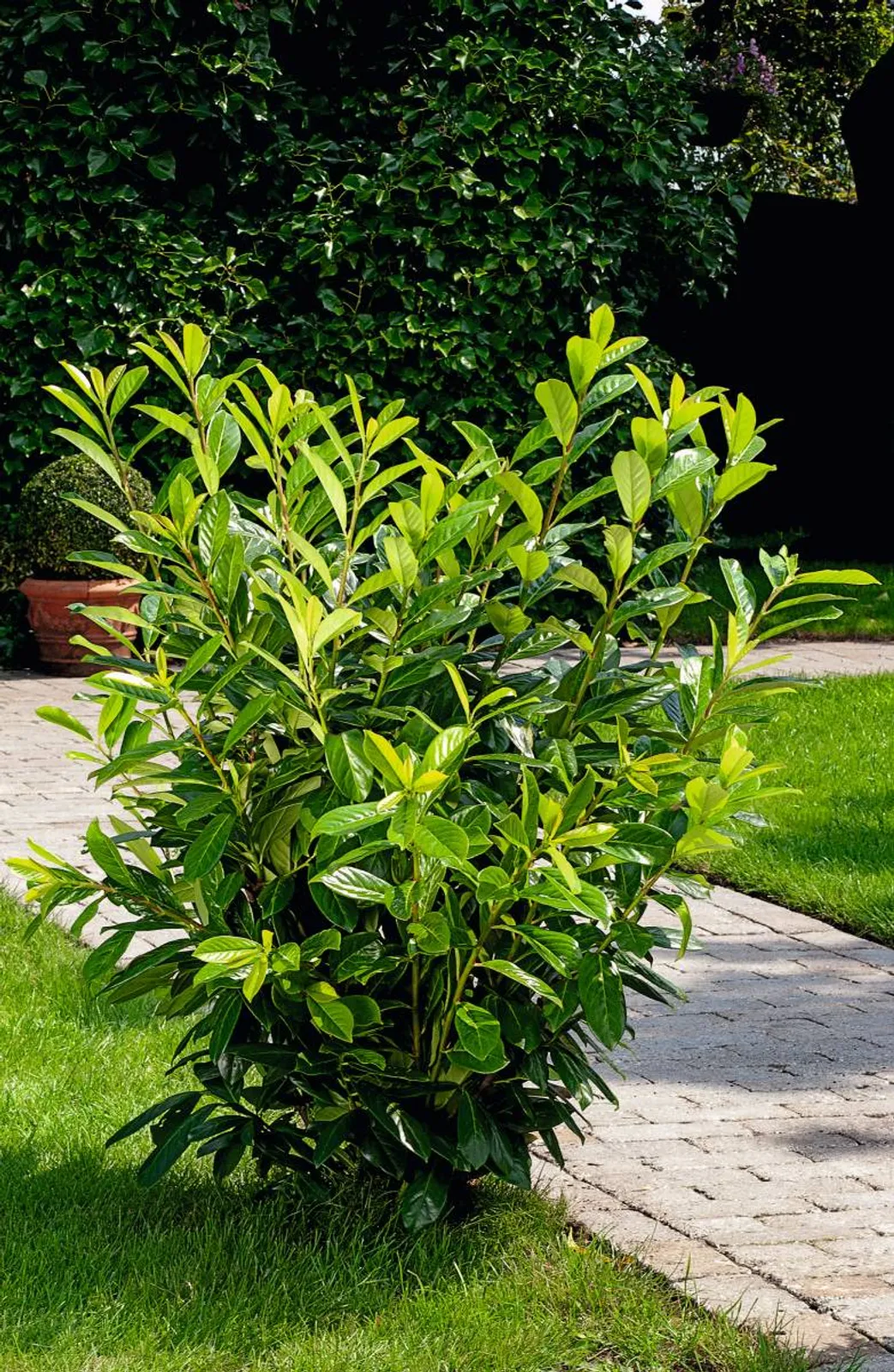 Lagerhägg 'Novita', 30-40 cm - bild 2